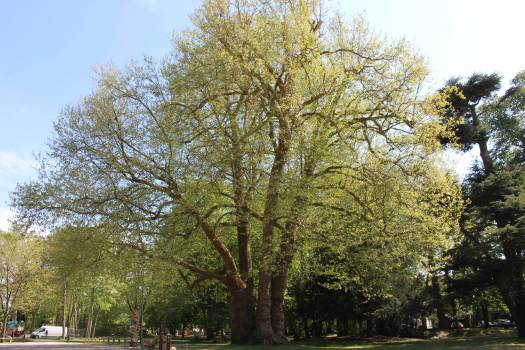 Concours photo : le patrimoine arboré adamois à l’honneur
