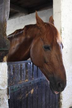 Cercle Hippique « À l’Orée de la Forêt »