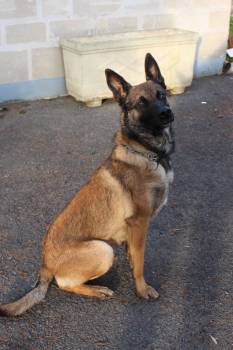 Le maître chien de L'Isle-Adam