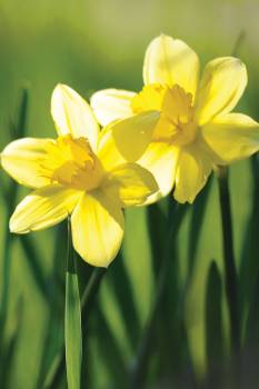 Les plantes dangereuses de la forêt