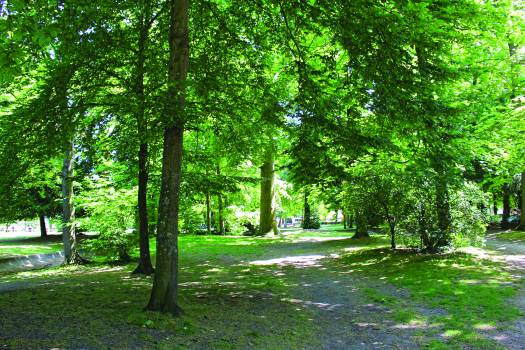 Diagnostic phytosanitaire et sécuritaire du patrimoine arboré de la ville