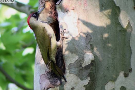 Les oiseaux de la réserve