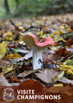 visite champignons