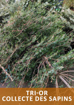 collecte sapins