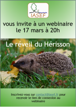 le réveil du Hérisson