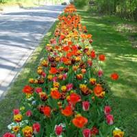 fleurs entrée ville fleurs entrée ville