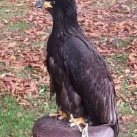 Fête de la campagne Fête de la campagne