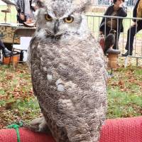Fête de la campagne Fête de la campagne
