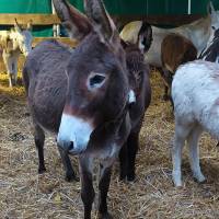 Fête de la campagne Fête de la campagne