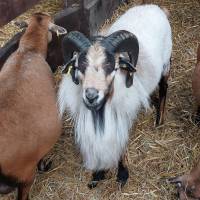 Fête de la campagne Fête de la campagne