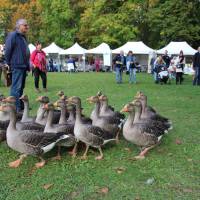 Fête de la campagne Fête de la campagne
