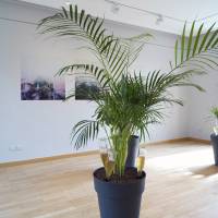 Emprunt lointain. salle 2a Emprunt lointain salle 2 a