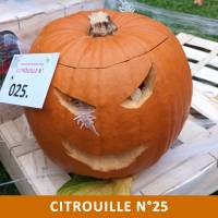 Citrouille n°25 Citrouille n°25