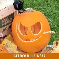 Citrouille n°37 Citrouille n°37