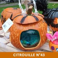 Citrouille n°43 Citrouille n°43