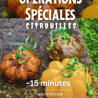 Opérations spéciales citrouilles Opérations spéciales citrouilles